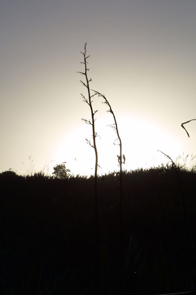 baylys_010