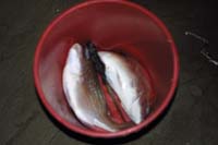 ahipara_028