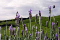 baylys_016