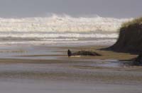 baylys_018